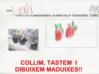 COLLIM, TASTEM  I DIBUIXEM MADUIXES!! 