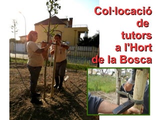 Col·locacióCol·locació
dede
tutorstutors
a l'Horta l'Hort
de la Boscade la Bosca
 