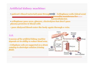 Artificial kidney machine:
• patient’s blood (arterial) pass through Cellophane coils (ideal semi
permeable membrane for
haemodialysis).
• cellophane pass urea, glucose, electrolytes but don’t pass
plasma proteins & blood cells
• pure dialyzed blood enter the body again through a vein.
N.B.
• success of the artificial kidney machine
depends on its ability to reduce blood urea.
• Cellophane coils are supported on a drum
rotating in electrolyte solution (rinsing
fluid).
 