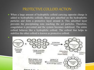 PROTECTIVE COLLOID ACTION
 When a large amount of hydrophilic colloid carrying opposite charge is
added to hydrophobic colloids, these gets adsorbed on the hydrophobic
particles and form a protective layer around it. This adsorbed layer
prevents the precipitating ions reaching the sol particles. Therefore,
coagulation is prevented and the system becomes stabilized. The entire
colloid behaves like a hydrophilic colloid. The colloid that helps to
stabilize the other colloid is known as protective colloid.

 