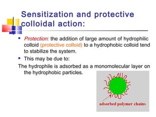 Sensitization and protective
colloidal action:
 Protection: the addition of large amount of hydrophilic
colloid (protective colloid) to a hydrophobic colloid tend
to stabilize the system.
 This may be due to:
The hydrophile is adsorbed as a monomolecular layer on
the hydrophobic particles.
 