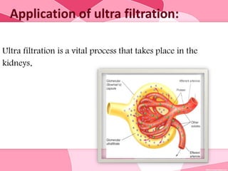 Application of ultra filtration:
Ultra filtration is a vital process that takes place in the
kidneys.
 