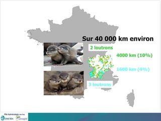 4000 km (10%) 1600 km (4%) Sur 40 000 km environ 2 loutrons 3 loutrons 
