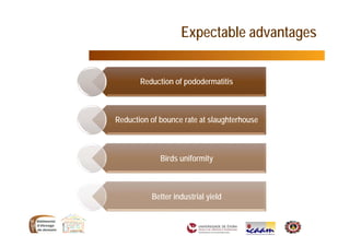 Reduction of pododermatitis
Reduction of bounce rate at slaughterhouse
Birds uniformity
Better industrial yield
Expectable advantages
 