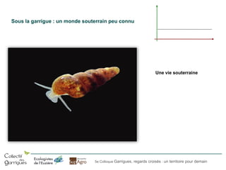 Sous la garrigue : un monde souterrain peu connu

Une vie souterraine

5e Colloque Garrigues, regards croisés : un territoire pour demain

 