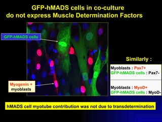 Myogenin +   myoblasts  GFP-hMADS cells in co-culture  do not express Muscle Determination Factors  hMADS cell myotube con...