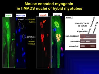 Mouse encoded-myogenin  in hMADS nuclei of hybid myotubes GFP   hMADS  nucleus Hoescht  smooth ponctuate murine  nucleus m...