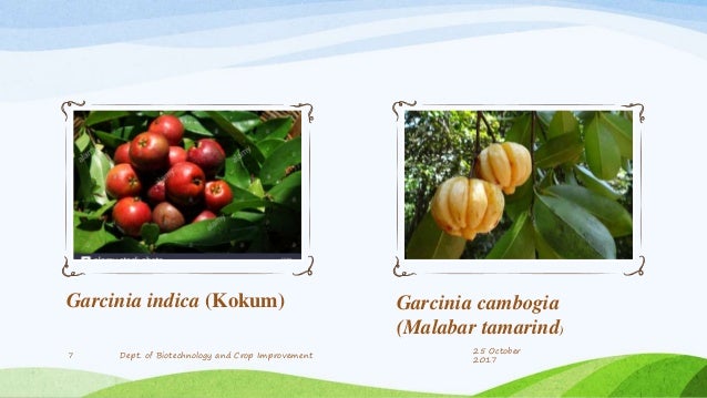 Garcinia essentials south africa price image 4