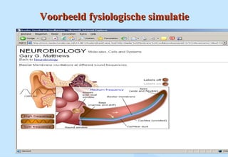 Voorbeeld fysiologische simulatieVoorbeeld fysiologische simulatie
 