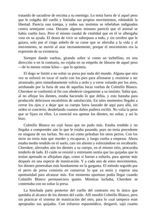 tratando de sacudirse de encima a su enemigo. Lo tenía fuera de sí aquel peso
que le colgaba del cuello y limitaba sus propios movimientos, robándole la
libertad. Parecía una trampa, y todos sus instintos se rebelaban indignados
contra semejante cosa. Durante algunos minutos pareció que el animal se
había vuelto loco. Pero el mismo caudal de vitalidad que en él se albergaba
vino en su ayuda. El deseo de vivir se sobrepuso a todo, y sin cerebro que le
guiara, solo por el ciego anhelo de su carne que se aferraba a la vida y al
movimiento, se movió al azar incesantemente, porque el movimiento era la
expresión de su existencia.
Siempre dando vueltas, girando sobre sí como un torbellino, en una
dirección o en la contraria, no cejaba en su empeño de librarse de aquel peso
—de lo menos veinte kilos— que lo oprimía.
El dogo se limitó a no soltar su presa por nada del mundo. Alguna que otra
vez se esforzó en tocar el suelo con los pies para afirmarse y resistirse a ser
arrastrado; pero inmediatamente volvía a serlo y a verse volando por los aires,
arrebatado por la furia de una de aquellas locas vueltas de Colmillo Blanco.
Cherokee se conformó al fin con obedecer ciegamente a su instinto. Sabía que,
al no aflojar los dientes, estaba haciendo lo que debía, y esto bastaba para
producirle deliciosos escalofríos de satisfacción. En tales momentos llegaba a
cerrar los ojos y a dejar que su cuerpo fuera lanzado de aquí para allá, sin
orden ni concierto, desdeñando cuantos daños pudiera recibir. No valía la pena
que se fijara en ellos. Lo esencial era apretar los dientes, no soltar, y así lo
hizo.
Colmillo Blanco no cejó hasta que no pudo más. Estaba rendido y no
llegaba a comprender aún lo que le estaba pasando, pues no tenía precedente
en ninguna de sus luchas. No era así como peleaban los otros perros. Con los
otros no tenía más que morder y escaparse, y luego vuelta a empezar. Ahora
estaba medio tendido en el suelo, casi sin aliento y esforzándose en recobrarlo.
Cherokee, aferrados aún los dientes a su cuerpo, en el mismo sitio, procuraba
tenderlo de lado. El caído se resistió y entretanto sentía que las quijadas que lo
tenían apresado se aflojaban algo, como si fueran a soltarlo, para apretar más
después en una especie de masticación. Y a cada uno de estos movimientos,
los dientes penetraban más hondamente en la garganta. El método seguido por
el perro de presa consistía en conservar lo que ya tenía y esperar una
oportunidad para alcanzar más. Ese momento oportuno podía llegar cuando
Colmillo Blanco permaneciera quieto. Mientras luchaba, Cherokee se
contentaba con no soltar la presa.
La hinchada parte posterior del cuello del contrario era lo único que
quedaba al alcance de los dientes del caído. Allí mordió Colmillo Blanco, pero
sin practicar el sistema de masticación del otro, para lo cual tampoco eran
apropiadas sus quijadas. Con esfuerzo espasmódico, desgarró, sajó cuanto
 