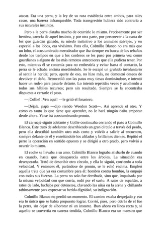 atacar. Era una perra, y la ley de su raza establecía entre ambos, para tales
casos, una barrera infranqueable. Toda transgresión hubiera sido contraria a
sus naturales instintos.
Pero a la perra distaba mucho de ocurrirle lo mismo. Precisamente por ser
hembra, carecía de aquel instinto, y por otra parte, por pertenecer a la casta de
los que guardan ganado, su miedo instintivo a los animales salvajes, y en
especial a los lobos, era vivísimo. Para ella, Colmillo Blanco no era más que
un lobo, el acostumbrado merodeador que iba siempre en busca de los rebaños
desde los tiempos en que a los corderos se les puso por primera vez como
guardianes a alguno de los más remotos antecesores que ella pudiera tener. Por
esto, mientras él se contenía para no embestirla y evitar hasta el contacto, la
perra se le echaba encima mordiéndolo. Se le escapó un gruñido involuntario
al sentir la herida; pero, aparte de eso, no hizo más, no demostró deseos de
devolver el daño. Retrocedió con las patas muy tiesas dominándose, e intentó
hacer un rodeo para pasarle delante. Lo intentó repetidas veces y acudiendo a
todos sus hábiles recursos; pero sin resultado. Siempre se la encontraba
dispuesta a cerrarle el paso.
—¡Collie! ¡Ven aquí! —le gritó el forastero.
—Déjala, papá —dijo riendo Weedon Scott—. Así aprende el otro. Y
como es tanto lo que tiene que aprender, no le hará ningún daño empezar
desde ahora. Ya se irá acostumbrando pronto.
El carruaje siguió adelante y Collie continuaba cerrando el paso a Colmillo
Blanco. Este trató de adelantar describiendo un gran círculo a través del prado,
pero ella describió también otro más corto y volvió a salirle al encuentro,
siempre delante de él y enseñándole los afilados y brillantes dientes. Repitió el
perro la operación en sentido opuesto y se dirigió a otro prado, pero volvió a
ocurrir lo mismo.
El coche se llevaba a su amo. Colmillo Blanco lograba atisbarlo de cuando
en cuando, hasta que desaparecía entre los árboles. La situación era
desesperada. Trató de describir otro círculo, y ella lo siguió, corriendo a toda
velocidad. Y entonces él, parándose de pronto, se le echó encima. Empleó
aquella treta que ya era costumbre para él: hombro contra hombro, la empujó
con todas sus fuerzas. La perra no solo fue derribada, sino que, impulsada por
la misma velocidad con que corría, rodó por el suelo. A ratos de espaldas, a
ratos de lado, luchaba por detenerse, clavando las uñas en la arena y chillando
rabiosamente para expresar su herida dignidad, su indignación.
Colmillo Blanco no perdió un momento. El camino estaba despejado y eso
era lo único que se había propuesto lograr. Corrió, pues, pero detrás de él fue
la perra, sin dejar de alborotar ni un instante. Iban ahora en línea recta y, si
aquello se convertía en carrera tendida, Colmillo Blanco era un maestro que
 