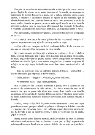Después de examinarlos con todo cuidado, trotó algo más, unos cuantos
pasos. Repitió lo mismo varias veces hasta que al fin quedó ya a unos pocos
centenares de metros. Entonces se paró, con la cabeza enhiesta, junto a unos
abetos, y mirando y olfateando, estudió el equipo de los hombres, que lo
observaban también. Los contemplaba de un modo raro, pensativo, al estilo de
como suelen hacerlo los perros; pero en todo aquel interés, en toda aquella
atención, no había nada de la perruna afectuosidad. Era producto del hambre,
y resultaba tan cruel como sus propios colmillos, tan sin piedad como el hielo.
Para ser un lobo, resultaba muy grande. Era uno de los mayores ejemplares
de su raza.
—Lo menos tiene cerca de cuatro palmos de alto —comentó Henry—. Y
apuesto a que no anda muy lejos del metro y medio de largo.
—¡Qué color más raro para un lobo! —observó Bill—. Es la primera vez
que veo un lobo rojo. Casi me parece de color canela.
No era ciertamente así. Su pelaje resultaba, en realidad, el de un verdadero
lobo. El color dominante era el gris, pero mezclado con un matiz rojo pálido,
un matiz engañador que tan pronto aparecía como desaparecía, que semejaba
más bien una ilusión óptica, pues a veces era gris claro y a veces surgían en él
reflejos de un rojo vago, inclasificable entre los colores acostumbrados del
lobo.
—Todo su aspecto es el de un indómito perrazo de trineo —afirmó Bill—.
No me extrañaría que empezara a mover la cola.
—¡Hola, salvaje! —le gritó—. Ven aquí, tú, como te llames.
—No te teme ni pizca —dijo Henry, riéndose.
Bill le amenazó con la mano, riñéndole a gritos; pero el animal no dio
muestras de atemorizarse lo más mínimo. La única alteración que en él
notaron fue que se puso más alerta que nunca. Los miraba con aquella
despiadada atención hija del hambre. Ellos eran carne, y él estaba hambriento;
su deseo hubiera sido echárseles encima y devorarlos, si se hubiese atrevido a
hacerlo.
—Mira, Henry —dijo Bill, bajando inconscientemente la voz hasta que
parecía un susurro, porque a ello le impulsaba la idea que se le había ocurrido
—, tenemos tres cartuchos, pero el tiro es blanco seguro. Imposible errarlo. Se
nos ha llevado a tres de nuestros perros, y hora es ya de que esto se acabe.
¿Qué te parece?
Henry asintió, como dándole permiso. Bill sacó el rifle de entre las correas
del trineo cautelosamente. Iba a echárselo a la cara; pero no llegó a apoyarse la
culata en el hombro. En el mismo instante, la loba dio un salto hacia un lado,
 