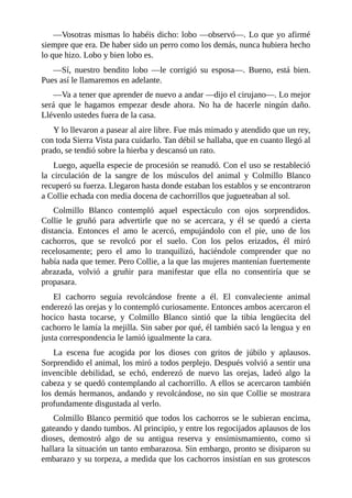 —Vosotras mismas lo habéis dicho: lobo —observó—. Lo que yo afirmé
siempre que era. De haber sido un perro como los demás, nunca hubiera hecho
lo que hizo. Lobo y bien lobo es.
—Sí, nuestro bendito lobo —le corrigió su esposa—. Bueno, está bien.
Pues así le llamaremos en adelante.
—Va a tener que aprender de nuevo a andar —dijo el cirujano—. Lo mejor
será que le hagamos empezar desde ahora. No ha de hacerle ningún daño.
Llévenlo ustedes fuera de la casa.
Y lo llevaron a pasear al aire libre. Fue más mimado y atendido que un rey,
con toda Sierra Vista para cuidarlo. Tan débil se hallaba, que en cuanto llegó al
prado, se tendió sobre la hierba y descansó un rato.
Luego, aquella especie de procesión se reanudó. Con el uso se restableció
la circulación de la sangre de los músculos del animal y Colmillo Blanco
recuperó su fuerza. Llegaron hasta donde estaban los establos y se encontraron
a Collie echada con media docena de cachorrillos que jugueteaban al sol.
Colmillo Blanco contempló aquel espectáculo con ojos sorprendidos.
Collie le gruñó para advertirle que no se acercara, y él se quedó a cierta
distancia. Entonces el amo le acercó, empujándolo con el pie, uno de los
cachorros, que se revolcó por el suelo. Con los pelos erizados, él miró
recelosamente; pero el amo lo tranquilizó, haciéndole comprender que no
había nada que temer. Pero Collie, a la que las mujeres mantenían fuertemente
abrazada, volvió a gruñir para manifestar que ella no consentiría que se
propasara.
El cachorro seguía revolcándose frente a él. El convaleciente animal
enderezó las orejas y lo contempló curiosamente. Entonces ambos acercaron el
hocico hasta tocarse, y Colmillo Blanco sintió que la tibia lengüecita del
cachorro le lamía la mejilla. Sin saber por qué, él también sacó la lengua y en
justa correspondencia le lamió igualmente la cara.
La escena fue acogida por los dioses con gritos de júbilo y aplausos.
Sorprendido el animal, los miró a todos perplejo. Después volvió a sentir una
invencible debilidad, se echó, enderezó de nuevo las orejas, ladeó algo la
cabeza y se quedó contemplando al cachorrillo. A ellos se acercaron también
los demás hermanos, andando y revolcándose, no sin que Collie se mostrara
profundamente disgustada al verlo.
Colmillo Blanco permitió que todos los cachorros se le subieran encima,
gateando y dando tumbos. Al principio, y entre los regocijados aplausos de los
dioses, demostró algo de su antigua reserva y ensimismamiento, como si
hallara la situación un tanto embarazosa. Sin embargo, pronto se disiparon su
embarazo y su torpeza, a medida que los cachorros insistían en sus grotescos
 