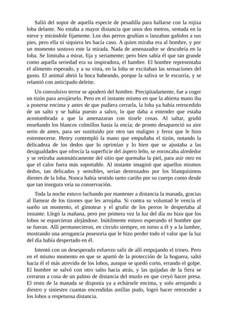 Salió del sopor de aquella especie de pesadilla para hallarse con la rojiza
loba delante. No estaba a mayor distancia que unos dos metros, sentada en la
nieve y mirándole fijamente. Los dos perros gruñían o lanzaban gañidos a sus
pies, pero ella ni siquiera les hacía caso. A quien miraba era al hombre, y por
un momento sostuvo este la mirada. Nada de amenazador se descubría en la
loba. Se limitaba a mirar, fija y seriamente; pero bien sabía él que tan grande
como aquella seriedad era su inspiradora, el hambre. El hombre representaba
el alimento esperado, y a su vista, en la loba se excitaban las sensaciones del
gusto. El animal abrió la boca babeando, porque la saliva se le escurría, y se
relamió con anticipado deleite.
Un convulsivo terror se apoderó del hombre. Precipitadamente, fue a coger
un tizón para arrojárselo. Pero en el instante mismo en que la abierta mano iba
a ponerse encima y antes de que pudiera cerrarla, la loba ya había retrocedido
de un salto y se había puesto a salvo, lo que daba a entender que estaba
acostumbrada a que la amenazaran con tirarle cosas. Al saltar, gruñó
enseñando los blancos colmillos hasta la encía; de pronto desapareció su aire
serio de antes, para ser sustituido por otro tan maligno y feroz que le hizo
estremecerse. Henry contempló la mano que empuñaba el tizón, notando la
delicadeza de los dedos que lo oprimían y lo bien que se ajustaba a las
desigualdades que ofrecía la superficie del áspero leño, se enroscaba alrededor
y se retiraba automáticamente del sitio que quemaba la piel, para asir otro en
que el calor fuera más soportable. Al instante imaginó que aquellos mismos
dedos, tan delicados y sensibles, serían destrozados por los blanquísimos
dientes de la loba. Nunca había sentido tanto cariño por su cuerpo como desde
que tan insegura veía su conservación.
Toda la noche estuvo luchando por mantener a distancia la manada, gracias
al llamear de los tizones que les arrojaba. Si contra su voluntad le vencía el
sueño un momento, el gimotear y el gruñir de los perros le despertaba al
instante. Llegó la mañana, pero por primera vez la luz del día no hizo que los
lobos se esparcieran alejándose. Inútilmente estuvo esperando el hombre que
se fueran. Allí permanecieron, en círculo siempre, en torno a él y a la lumbre,
mostrando una arrogancia posesoria que le hizo perder todo el valor que la luz
del día había despertado en él.
Intentó con un desesperado esfuerzo salir de allí empujando el trineo. Pero
en el mismo momento en que se apartó de la protección de la hoguera, saltó
hacia él el más atrevido de los lobos, aunque se quedó corto, errando el golpe.
El hombre se salvó con otro salto hacia atrás, y las quijadas de la fiera se
cerraron a cosa de un palmo de distancia del muslo en que creyó hacer presa.
El resto de la manada se disponía ya a echársele encima, y solo arrojando a
diestro y siniestro cuantas encendidas astillas pudo, logró hacer retroceder a
los lobos a respetuosa distancia.
 