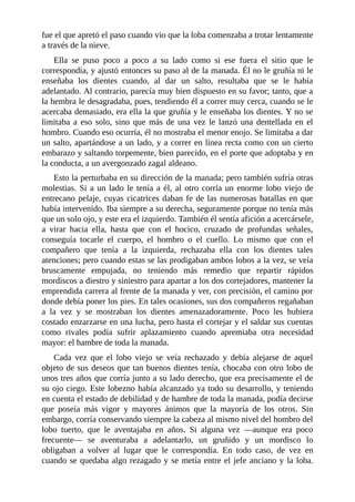 fue el que apretó el paso cuando vio que la loba comenzaba a trotar lentamente
a través de la nieve.
Ella se puso poco a poco a su lado como si ese fuera el sitio que le
correspondía, y ajustó entonces su paso al de la manada. Él no le gruñía ni le
enseñaba los dientes cuando, al dar un salto, resultaba que se le había
adelantado. Al contrario, parecía muy bien dispuesto en su favor; tanto, que a
la hembra le desagradaba, pues, tendiendo él a correr muy cerca, cuando se le
acercaba demasiado, era ella la que gruñía y le enseñaba los dientes. Y no se
limitaba a eso solo, sino que más de una vez le lanzó una dentellada en el
hombro. Cuando eso ocurría, él no mostraba el menor enojo. Se limitaba a dar
un salto, apartándose a un lado, y a correr en línea recta como con un cierto
embarazo y saltando torpemente, bien parecido, en el porte que adoptaba y en
la conducta, a un avergonzado zagal aldeano.
Esto la perturbaba en su dirección de la manada; pero también sufría otras
molestias. Si a un lado le tenía a él, al otro corría un enorme lobo viejo de
entrecano pelaje, cuyas cicatrices daban fe de las numerosas batallas en que
había intervenido. Iba siempre a su derecha, seguramente porque no tenía más
que un solo ojo, y este era el izquierdo. También él sentía afición a acercársele,
a virar hacia ella, hasta que con el hocico, cruzado de profundas señales,
conseguía tocarle el cuerpo, el hombro o el cuello. Lo mismo que con el
compañero que tenía a la izquierda, rechazaba ella con los dientes tales
atenciones; pero cuando estas se las prodigaban ambos lobos a la vez, se veía
bruscamente empujada, no teniendo más remedio que repartir rápidos
mordiscos a diestro y siniestro para apartar a los dos cortejadores, mantener la
emprendida carrera al frente de la manada y ver, con precisión, el camino por
donde debía poner los pies. En tales ocasiones, sus dos compañeros regañaban
a la vez y se mostraban los dientes amenazadoramente. Poco les hubiera
costado enzarzarse en una lucha, pero hasta el cortejar y el saldar sus cuentas
como rivales podía sufrir aplazamiento cuando apremiaba otra necesidad
mayor: el hambre de toda la manada.
Cada vez que el lobo viejo se veía rechazado y debía alejarse de aquel
objeto de sus deseos que tan buenos dientes tenía, chocaba con otro lobo de
unos tres años que corría junto a su lado derecho, que era precisamente el de
su ojo ciego. Este lobezno había alcanzado ya todo su desarrollo, y teniendo
en cuenta el estado de debilidad y de hambre de toda la manada, podía decirse
que poseía más vigor y mayores ánimos que la mayoría de los otros. Sin
embargo, corría conservando siempre la cabeza al mismo nivel del hombro del
lobo tuerto, que le aventajaba en años. Si alguna vez —aunque era poco
frecuente— se aventuraba a adelantarlo, un gruñido y un mordisco lo
obligaban a volver al lugar que le correspondía. En todo caso, de vez en
cuando se quedaba algo rezagado y se metía entre el jefe anciano y la loba.
 