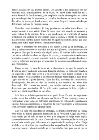 hábiles patadas de sus grandes cascos. Los aplastó o los despedazó con sus
enormes astas. Revolcándolos en la lucha, los pateó hasta hundirlos en la
nieve. Pero al fin fue dominado, y se desplomó con la loba cogida a su cuello,
que esta desgarraba furiosamente, y clavados los dientes de otros muchos en
diez sitios de su cuerpo. Lo devoraron vivo, antes de que él cesara su lucha por
defenderse y dejara de causarles daño.
Ya tenían carne abundante. El buey pesaba más de ochocientas libras, con
lo que tocaban a unas veinte libras de carne para cada uno de los cuarenta y
tantos lobos de la manada. Pero si era prodigiosa su resistencia al ayuno,
prodigioso era también lo que podían llegar a comer, y pronto no quedaron
más que unos cuantos huesos esparcidos de aquel espléndido animal que unas
horas antes había hecho frente a la manada de lobos.
Llegó el momento del descanso y del sueño. Lleno ya el estómago, las
riñas y peleas comenzaron entre los machos más jóvenes, continuando durante
los pocos días que la manada aún siguió unida. El hambre había terminado.
Los lobos se hallaban ahora en el país de la caza, y, aunque aún se dedicaron a
buscarla agrupados, cazaban con más cautela, acorralando pesadas hembras o
viejos y enfermos machos que se separaban de los reducidos rebaños de antas
que encontraban.
Llegó un día, en aquella tierra de la abundancia, en que la manada se
dividió en dos y cada una tomó una dirección distinta. La loba, que llevaba a
su izquierda al jefe más joven y a su derecha al viejo tuerto, condujo a su
mitad hacia el río Mackenzie, y lo cruzaron después hasta llegar al país de los
lagos, situado en la parte del este. Todos los días, este resto de la manada iba
disminuyendo. De dos en dos, un macho y una hembra, los lobos iban
desertando. De cuando en cuando, un macho solitario era arrojado a
dentelladas por sus rivales. Al fin, solo cuatro quedaron: la loba, el jefe, el
tuerto y el ambicioso lobato de tres años.
A la loba se le había puesto ahora un genio feroz. En sus tres seguidores
podían verse las señales que dejaron sus dientes. Y sin embargo, nunca le
contestaban igual, jamás se defendían atacándola. Se volvían de espaldas ante
sus más furiosas arremetidas, y moviendo la cola y con lentos y cortos pasos,
se le acercaban tratando de aplacar su ira.
Con ella todo era suavidad; sin embargo, los machos mostraban su fiereza
entre ellos. El lobato presumía demasiado de su ferocidad. Cogió una vez al
viejo tuerto por el lado en que no veía y le desgarró la oreja hasta dejarla
convertida en una serie de cintas. Como el canoso viejo no podía ver más que
por un lado, acudió para defenderse a la experiencia de sus largos años. El ojo
perdido y las cicatrices que cruzaban su hocico podían dar fe de la calidad de
esta experiencia. Habían triunfado ya en demasiadas lides para que ni por un
 