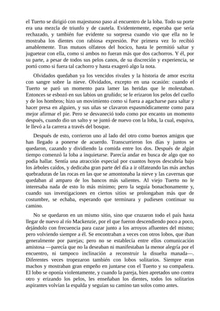 el Tuerto se dirigió con majestuoso paso al encuentro de la loba. Todo su porte
era una mezcla de triunfo y de cautela. Evidentemente, esperaba que sería
rechazado, y también fue evidente su sorpresa cuando vio que ella no le
mostraba los dientes con rabiosa expresión. Por primera vez lo recibió
amablemente. Tras mutuos olfateos del hocico, hasta le permitió saltar y
juguetear con ella, como si ambos no fueran más que dos cachorros. Y él, por
su parte, a pesar de todos sus pelos canos, de su discreción y experiencia, se
portó como si fuera tal cachorro y hasta exageró algo la nota.
Olvidados quedaban ya los vencidos rivales y la historia de amor escrita
con sangre sobre la nieve. Olvidados, excepto en una ocasión: cuando el
Tuerto se paró un momento para lamer las heridas que le molestaban.
Entonces se esbozó en sus labios un gruñido; se le erizaron los pelos del cuello
y de los hombros; hizo un movimiento como si fuera a agacharse para saltar y
hacer presa en alguien, y sus uñas se clavaron espasmódicamente como para
mejor afirmar el pie. Pero se desvaneció todo como por encanto un momento
después, cuando dio un salto y se juntó de nuevo con la loba, la cual, esquiva,
le llevó a la carrera a través del bosque.
Después de esto, corrieron uno al lado del otro como buenos amigos que
han llegado a ponerse de acuerdo. Transcurrieron los días y juntos se
quedaron, cazando y dividiendo la comida entre los dos. Después de algún
tiempo comenzó la loba a inquietarse. Parecía andar en busca de algo que no
podía hallar. Sentía una atracción especial por cuantos hoyos descubría bajo
los árboles caídos, y dedicaba gran parte del día a ir olfateando las más anchas
quebraduras de las rocas en las que se amontonaba la nieve y las cavernas que
quedaban al amparo de los bancos más salientes. Al viejo Tuerto no le
interesaba nada de esto lo más mínimo; pero la seguía bonachonamente y,
cuando sus investigaciones en ciertos sitios se prolongaban más que de
costumbre, se echaba, esperando que terminara y pudiesen continuar su
camino.
No se quedaron en un mismo sitio, sino que cruzaron todo el país hasta
llegar de nuevo al río Mackenzie, por el que fueron descendiendo poco a poco,
dejándolo con frecuencia para cazar junto a los arroyos afluentes del mismo;
pero volviendo siempre a él. Se encontraban a veces con otros lobos, que iban
generalmente por parejas; pero no se establecía entre ellos comunicación
amistosa —parecía que no la deseaban ni manifestaban la menor alegría por el
encuentro, ni tampoco inclinación a reconstruir la disuelta manada—.
Diferentes veces tropezaron también con lobos solitarios. Siempre eran
machos y mostraban gran empeño en juntarse con el Tuerto y su compañera.
El lobo se oponía violentamente, y cuando la pareja, bien apretados uno contra
otro y erizando los pelos, les enseñaban los dientes, todos los solitarios
aspirantes volvían la espalda y seguían su camino tan solos como antes.
 