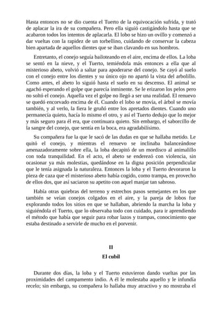 Hasta entonces no se dio cuenta el Tuerto de la equivocación sufrida, y trató
de aplacar la ira de su compañera. Pero ella siguió castigándolo hasta que se
acabaron todos los intentos de aplacarla. El lobo se hizo un ovillo y comenzó a
dar vueltas con la rapidez de un torbellino, cuidando de conservar la cabeza
bien apartada de aquellos dientes que se iban clavando en sus hombros.
Entretanto, el conejo seguía bailoteando en el aire, encima de ellos. La loba
se sentó en la nieve, y el Tuerto, temiéndola más entonces a ella que al
misterioso abeto, volvió a saltar para apoderarse del conejo. Se cayó al suelo
con el conejo entre los dientes y su único ojo no apartó la vista del arbolillo.
Como antes, el abeto lo siguió hasta el suelo en su descenso. El animal se
agachó esperando el golpe que parecía inminente. Se le erizaron los pelos pero
no soltó el conejo. Aquella vez el golpe no llegó a ser una realidad. El renuevo
se quedó encorvado encima de él. Cuando el lobo se movía, el árbol se movía
también, y al verlo, la fiera le gruñó entre los apretados dientes. Cuando uno
permanecía quieto, hacía lo mismo el otro, y así el Tuerto dedujo que lo mejor
y más seguro para él era, que continuara quieto. Sin embargo, el saborcillo de
la sangre del conejo, que sentía en la boca, era agradabilísimo.
Su compañera fue la que le sacó de las dudas en que se hallaba metido. Le
quitó el conejo, y mientras el renuevo se inclinaba balanceándose
amenazadoramente sobre ella, la loba decapitó de un mordisco al animalillo
con toda tranquilidad. En el acto, el abeto se enderezó con violencia, sin
ocasionar ya más molestias, quedándose en la digna posición perpendicular
que le tenía asignada la naturaleza. Entonces la loba y el Tuerto devoraron la
pieza de caza que el misterioso abeto había cogido, como trampa, en provecho
de ellos dos, que así saciaron su apetito con aquel manjar tan sabroso.
Había otras quiebras del terreno y estrechos pasos semejantes en los que
también se veían conejos colgados en el aire, y la pareja de lobos fue
explorando todos los sitios en que se hallaban, abriendo la marcha la loba y
siguiéndola el Tuerto, que lo observaba todo con cuidado, para ir aprendiendo
el método que había que seguir para robar lazos y trampas, conocimiento que
estaba destinado a servirle de mucho en el porvenir.
II
El cubil
Durante dos días, la loba y el Tuerto estuvieron dando vueltas por las
proximidades del campamento indio. A él le molestaba aquello y le infundía
recelo; sin embargo, su compañera lo hallaba muy atractivo y no mostraba el
 