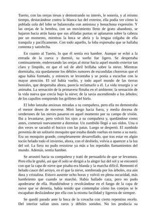 Tuerto, con las orejas tiesas y demostrando su interés, le sonreía, y al mismo
tiempo, destacándose contra la blanca luz del exterior, ella podía ver cómo la
poblada cola del lobo se balanceaba con amistosa y bonachona expresión. Y
las orejas de la hembra, con un movimiento lleno de grato abandono, se
bajaron hacia atrás hasta que sus afiladas puntas se aplanaron sobre la cabeza
por un momento, mientras la boca se abría y la lengua colgaba de ella
tranquila y pacíficamente. Con todo aquello, la loba expresaba que se hallaba
contenta y satisfecha.
En cuanto al Tuerto, lo que él sentía era hambre. Aunque se echó a la
entrada de la cueva y durmió, su sueño fue ligero. Se despertaba
continuamente, enderezando las orejas al mirar hacia aquel mundo exterior tan
claro y límpido, en que el sol de abril brillaba sobre la nieve. Mientras
dormitaba, oía quedamente los débiles rumores de escondidas chorreras que el
agua había formado, y entonces se levantaba y se ponía a escuchar con la
mayor atención. El sol había vuelto, y todo aquel mundo de las tierras
boreales, que despertaba ahora, parecía reclamarlo a él. La vida resurgía y se
animaba. La sensación de la primavera flotaba en el ambiente; la sensación de
la vida nueva que crecía bajo la nieve; de la savia ascendiendo a los árboles;
de los capullos rompiendo los grilletes del hielo.
El lobo lanzaba ansiosas miradas a su compañera, pero ella no demostraba
el menor deseo de moverse. Miró luego hacia fuera, y media docena de
verderones de las nieves pasaron en aquel momento por su campo de visión.
Iba a levantarse, pero volvió los ojos a su compañera y, quedándose como
antes, comenzó nuevamente a dormitar. Un zumbido llegó a sus oídos. Una o
dos veces se sacudió el hocico con las patas. Luego se despertó. El zumbido
provenía de un solitario mosquito que estaba dando vueltas en torno a su nariz.
Era un mosquito grande, completamente desarrollado, que tras estar en algún
tocón helado todo el invierno, ahora, con el deshielo, volvía a aparecer a la luz
del sol. La fiera no pudo resistirse ya más a los repetidos llamamientos del
mundo. Además, sentía hambre.
Se arrastró hacia su compañera y trató de persuadirla de que se levantara.
Pero ella le gruñó, así que él solo se dirigió a la alegre luz del sol y se encontró
con que la capa de nieve que pisaba era blanda y la marcha difícil. Remontó el
helado cauce del arroyo, en el que la nieve, sombreada por los árboles, era aún
dura y cristalina. Estuvo ausente ocho horas y volvió en plena oscuridad, más
hambriento que cuando se marchó. Había hallado caza, pero no pudo
apoderarse de ella. Hundiéndose y revolcándose en el fango de la capa de
nieve que se derretía, había tenido que contemplar cómo los conejos se le
escapaban deslizándose por ella con la misma facilidad y ligereza de siempre.
Se quedó parado ante la boca de la covacha con cierto repentino recelo.
Del interior salían unos raros y débiles sonidos. No los producía su
 