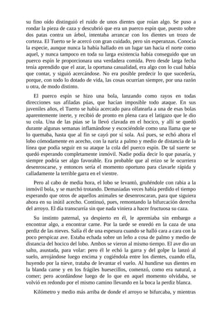 su fino oído distinguió el ruido de unos dientes que roían algo. Se puso a
rondar la pieza de caza y descubrió que era un puerco espín que, puesto sobre
dos patas contra un árbol, intentaba arrancar con los dientes un trozo de
corteza. El Tuerto se le acercó con gran cuidado, pero sin esperanzas. Conocía
la especie, aunque nunca la había hallado en un lugar tan hacia el norte como
aquel, y nunca tampoco en toda su larga existencia había conseguido que un
puerco espín le proporcionara una verdadera comida. Pero desde larga fecha
tenía aprendido que el azar, la oportuna casualidad, era algo con lo cual había
que contar, y siguió acercándose. No era posible predecir lo que sucedería,
porque, con todo lo dotado de vida, las cosas ocurrían siempre, por una razón
u otra, de modo distinto.
El puerco espín se hizo una bola, lanzando como rayos en todas
direcciones sus afiladas púas, que hacían imposible todo ataque. En sus
juveniles años, el Tuerto se había acercado para olfatearla a una de esas bolas
aparentemente inerte, y recibió de pronto en plena cara el latigazo que le dio
su cola. Una de las púas se la llevó clavada en el hocico, y allí se quedó
durante algunas semanas inflamándose y escociéndole como una llama que se
lo quemaba, hasta que al fin se cayó por sí sola. Así pues, se echó ahora el
lobo cómodamente en acecho, con la nariz a palmo y medio de distancia de la
línea que podía seguir en su ataque la cola del puerco espín. De tal suerte se
quedó esperando completamente inmóvil. Nadie podía decir lo que pasaría, y
siempre podría ser algo favorable. Era probable que al erizo se le ocurriera
desenroscarse, y entonces sería el momento oportuno para clavarle rápida y
calladamente la terrible garra en el vientre.
Pero al cabo de media hora, el lobo se levantó, gruñéndole con rabia a la
inmóvil bola, y se marchó trotando. Demasiadas veces había perdido el tiempo
esperando que otros de aquellos animales se desenroscaran, para que siguiera
ahora en su inútil acecho. Continuó, pues, remontando la bifurcación derecha
del arroyo. El día transcurría sin que nada viniera a hacer fructuosa su caza.
Su instinto paternal, ya despierto en él, le apremiaba sin embargo a
encontrar algo, a encontrar carne. Por la tarde se enredó en la caza de una
perdiz de las nieves. Salía él de una espesura cuando se halló cara a cara con la
poco perspicaz ave. Estaba echada sobre un leño a cosa de palmo y medio de
distancia del hocico del lobo. Ambos se vieron al mismo tiempo. El ave dio un
salto, asustada, para volar: pero él le echó la garra y del golpe la lanzó al
suelo, arrojándose luego encima y cogiéndola entre los dientes, cuando ella,
huyendo por la nieve, trataba de levantar el vuelo. Al hundirse sus dientes en
la blanda carne y en los frágiles huesecillos, comenzó, como era natural, a
comer; pero acordándose luego de lo que en aquel momento olvidaba, se
volvió en redondo por el mismo camino llevando en la boca la perdiz blanca.
Kilómetro y medio más arriba de donde el arroyo se bifurcaba, y mientras
 