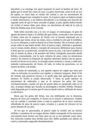 descubrió a su enemiga. En aquel momento lo atacó la hembra de lince. El
golpe que le asestó fue como un rayo. La garra encorvada, como la de un ave
de rapiña, se clavó bajo el vientre del animal y con un movimiento de
retroceso desgarró por completo la carne. Si el puerco espín no hubiera estado
a medio desenroscar, o no hubiera descubierto a su enemiga una fracción de
segundo antes de que le fuera asestado el golpe, la pata aquella habría herido
sin recibir el menor daño, pero ahora, un movimiento de lado de la cola la
llenó de afiladas púas al ser retirada.
Todo había ocurrido casi a la vez: el ataque, el contraataque, el grito de
agonía del puerco espín y el chillido del gran felino, arrancado a este tanto por
el dolor como por la sorpresa. El Tuerto casi se levantó impulsado por la
excitación que sentía, tiesas las orejas, tiesa y tendida la cola que le temblaba.
La ira se sobrepuso a todo lo demás en el lince hembra. De un furioso salto se
arrojó sobre lo que había herido. Pero el puerco espín, chillando y gruñendo,
con el cuerpo medio abierto y tratando de enroscarse débilmente para formar
la bola que era su protección, sacudió de nuevo la cola, y de nuevo también se
oyó el alarido de dolor y de asombro del felino. Enseguida retrocedió dando
bufidos, estornudando, con la nariz cubierta de púas, como un monstruoso
acerico. Se esforzó en limpiarla de aquellos dolorosos dardos con las garras,
revolcó el hocico en la nieve, lo restregó contra renuevos y ramas; y todo esto,
saltando continuamente, de frente, de lado, en todas las posiciones, en un
frenesí de dolor y de miedo.
No cesaba de estornudar, y, con aquella especie de raigón que tenía por
rabo, se esforzaba en sacudirse con rápidos y violentos latigazos. Dejó al fin
de cometer más grotescas rarezas y se quedó algo más apaciguada por unos
minutos. El Tuerto la estaba observando. Y hasta no pudo reprimir un
movimiento de sobresalto y que se le erizaran los pelos del lomo
involuntariamente, cuando vio que de pronto daba un inesperado salto en el
aire, al propio tiempo que lanzaba un prolongado y terrible chillido. Después
salió disparada por el camino que él conocía dando saltos y chillando de nuevo
a cada brinco.
Hasta que los gritos del felino, tras irse debilitando con la distancia,
dejaron de oírse por completo, el Tuerto no se atrevió a adelantarse. Andaba
con tal cuidado y suavidad como si toda la superficie de la nieve estuviera
alfombrada de púas de puerco espín, erizadas y a punto de clavarse en las
partes blandas de sus pies.
Al ver que se aproximaba, el puerco espín lo recibió con un furioso
chillido y castañeteo de sus largos dientes. Había conseguido al fin enroscarse
nuevamente hasta formar una bola; pero no era ya tan apretada como antes.
Sus músculos estaban muy heridos para ello. Había quedado casi abierto en
canal y continuaba sangrando abundantemente.
 