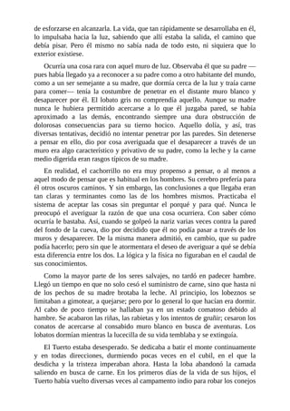 de esforzarse en alcanzarla. La vida, que tan rápidamente se desarrollaba en él,
lo impulsaba hacia la luz, sabiendo que allí estaba la salida, el camino que
debía pisar. Pero él mismo no sabía nada de todo esto, ni siquiera que lo
exterior existiese.
Ocurría una cosa rara con aquel muro de luz. Observaba él que su padre —
pues había llegado ya a reconocer a su padre como a otro habitante del mundo,
como a un ser semejante a su madre, que dormía cerca de la luz y traía carne
para comer— tenía la costumbre de penetrar en el distante muro blanco y
desaparecer por él. El lobato gris no comprendía aquello. Aunque su madre
nunca le hubiera permitido acercarse a lo que él juzgaba pared, se había
aproximado a las demás, encontrando siempre una dura obstrucción de
dolorosas consecuencias para su tierno hocico. Aquello dolía, y así, tras
diversas tentativas, decidió no intentar penetrar por las paredes. Sin detenerse
a pensar en ello, dio por cosa averiguada que el desaparecer a través de un
muro era algo característico y privativo de su padre, como la leche y la carne
medio digerida eran rasgos típicos de su madre.
En realidad, el cachorrillo no era muy propenso a pensar, o al menos a
aquel modo de pensar que es habitual en los hombres. Su cerebro prefería para
él otros oscuros caminos. Y sin embargo, las conclusiones a que llegaba eran
tan claras y terminantes como las de los hombres mismos. Practicaba el
sistema de aceptar las cosas sin preguntar el porqué y para qué. Nunca le
preocupó el averiguar la razón de que una cosa ocurriera. Con saber cómo
ocurría le bastaba. Así, cuando se golpeó la nariz varias veces contra la pared
del fondo de la cueva, dio por decidido que él no podía pasar a través de los
muros y desaparecer. De la misma manera admitió, en cambio, que su padre
podía hacerlo; pero sin que le atormentara el deseo de averiguar a qué se debía
esta diferencia entre los dos. La lógica y la física no figuraban en el caudal de
sus conocimientos.
Como la mayor parte de los seres salvajes, no tardó en padecer hambre.
Llegó un tiempo en que no solo cesó el suministro de carne, sino que hasta ni
de los pechos de su madre brotaba la leche. Al principio, los lobeznos se
limitaban a gimotear, a quejarse; pero por lo general lo que hacían era dormir.
Al cabo de poco tiempo se hallaban ya en un estado comatoso debido al
hambre. Se acabaron las riñas, las rabietas y los intentos de gruñir; cesaron los
conatos de acercarse al consabido muro blanco en busca de aventuras. Los
lobatos dormían mientras la lucecilla de su vida temblaba y se extinguía.
El Tuerto estaba desesperado. Se dedicaba a batir el monte continuamente
y en todas direcciones, durmiendo pocas veces en el cubil, en el que la
desdicha y la tristeza imperaban ahora. Hasta la loba abandonó la camada
saliendo en busca de carne. En los primeros días de la vida de sus hijos, el
Tuerto había vuelto diversas veces al campamento indio para robar los conejos
 