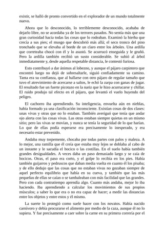 existir, se halló de pronto convertido en el explorador de un mundo totalmente
nuevo.
Ahora que lo desconocido, lo terriblemente desconocido, acababa de
dejarlo libre, no se acordaba ya de los terrores pasados. No sentía más que una
gran curiosidad hacia todas las cosas que lo rodeaban. Examinó la hierba que
crecía a sus pies; el musgo que descubrió más allá; el seco tronco del pino
tronchado que se elevaba al borde de un claro entre los árboles. Una ardilla
que correteaba chocó con él y lo asustó. Se acurrucó enseguida y le gruñó.
Pero la ardilla también recibió un susto considerable. Se subió al árbol
inmediatamente y, desde aquella respetable distancia, le contestó furiosa.
Esto contribuyó a dar ánimos al lobezno, y aunque el pájaro carpintero que
encontró luego no dejó de sobresaltarle, siguió confiadamente su camino.
Tanta era su confianza, que al hallarse con otro pájaro de regular tamaño que
tuvo el atrevimiento de acercarse a saltos, le echó la zarpa con ganas de jugar.
El resultado fue un fuerte picotazo en la nariz que le hizo acurrucarse y chillar.
El ruido produjo tal efecto en el pájaro, que levantó el vuelo huyendo del
peligro.
El cachorro iba aprendiendo. Su inteligencia, envuelta aún en nieblas,
había formado ya una clasificación inconsciente. Existían cosas de dos clases:
unas vivas y otras que no lo estaban. También averiguó que tenía que andar
ojo alerta con las cosas vivas. Las otras estaban siempre quietas en un mismo
sitio; pero las vivas se movían, y nunca se tenía la seguridad de lo que harían.
Lo que de ellas podía esperarse era precisamente lo inesperado, y era
necesario estar prevenido.
Andaba muy torpemente, chocaba por todas partes con palos y maleza. A
lo mejor, una ramilla que él creía que estaba muy lejos se doblaba al cabo de
un instante y le sacudía el hocico o las costillas. En el suelo había también
grandes desigualdades. A veces daba un paso demasiado largo y se caía de
hocicos. Otras, el paso era corto, y el golpe lo recibía en los pies. Había
también guijarros y pedruscos que daban media vuelta en cuanto él los pisaba;
y de ello dedujo que las cosas que no estaban vivas no gozaban siempre de
aquel perfecto equilibrio que había en su cueva, y también que las más
pequeñas de ellas se caían o se tambaleaban con más facilidad que las grandes.
Pero con cada contratiempo aprendía algo. Cuanto más andaba, mejor lo iba
haciendo. Iba aprendiendo a calcular los movimientos de sus propios
músculos; a saber lo que era o no era capaz de hacer; a medir las distancias
entre los objetos y entre estos y él mismo.
La suerte lo protegió como suele hacer con los novatos. Había nacido
carnívoro y debía procurarse el alimento por medio de la caza, aunque él no lo
supiera. Y fue precisamente a caer sobre la carne en su primera correría por el
 