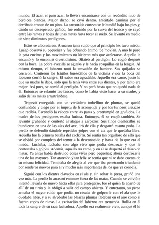 mundo. El azar, el puro azar, lo llevó a encontrarse con un recóndito nido de
perdices blancas. Mejor dicho: se cayó dentro. Intentaba caminar por el
derribado tronco de un pino. La carcomida corteza se le hundió bajo los pies y,
dando un desesperado gañido, fue rodando por la curva del tronco y se cayó
entre las ramas y hojas de unas matas hasta tocar el suelo. Se levantó en medio
de siete diminutos perdigones.
Estos se alborotaron. Armaron tanto ruido que al principio les tuvo miedo.
Luego observó su pequeñez y fue cobrando ánimo. Se movían. A uno le puso
la pata encima y los movimientos no hicieron más que acelerarse. Aquello le
encantó y lo encontró divertidísimo. Olfateó al perdigón. Lo cogió después
con la boca. La pobre avecilla se agitaba y le hacía cosquillas en la lengua. Al
mismo tiempo, el lobezno notó la sensación de hambre. Sus quijadas se
cerraron. Crujieron los frágiles huesecillos de la víctima y por la boca del
lobezno corrió la sangre. El sabor era agradable. Aquello era carne, justo lo
que su madre le daba, solo que la tenía viva entre sus dientes, y por tanto era
mejor. Así pues, se comió al perdigón. Y no paró hasta que no quedó nada de
él. Entonces se relamió las fauces, como le había visto hacer a su madre, y
salió de las matas arrastrándose.
Tropezó enseguida con un verdadero torbellino de plumas, se quedó
confundido y ciego por el ímpetu de la acometida y por los furiosos aletazos
que recibía. Escondió la cabeza entre las patas y prorrumpió en gruñidos. La
madre de los perdigones estaba furiosa. Entonces, él se enojó también. Se
levantó gruñendo y contestó al ataque a zarpazos. Sus finos dientecillos se
hundieron en una de las alas del ave, tiró de ella y desgarró cuanto pudo. La
perdiz se defendió dándole repetidos golpes con el ala que le quedaba libre.
Aquella fue la primera batalla del cachorro. Se sentía tan orgulloso de ello que
se olvidó por completo del temor a lo desconocido y hasta de lo que era el
miedo. Luchaba, luchaba con algo vivo que podía destrozar y que le
contestaba a golpes. Además, aquello era carne, y en él se despertó el deseo de
matar. Ya antes había destruido cosas vivas pero pequeñas; ahora destrozaría
una de las mayores. Tan atareado y tan feliz se sentía que ni se daba cuenta de
su misma felicidad. Temblaba de alegría al ver que iba penetrando triunfante
por senderos nuevos para él y mucho más importantes de los que ya conocía.
Siguió con los dientes clavados en el ala y, sin soltar la presa, gruñó una
vez más. La perdiz lo arrastró entonces fuera de las matas. Cuando se volvió e
intentó llevarla de nuevo hacia ellas para protegerse, fue él quien la apartó de
allí de un tirón y la obligó a salir del campo abierto. Y entretanto, su presa
armaba el mayor ruido que podía, no cesaba de golpearle con el ala que le
quedaba libre, y a su alrededor las blancas plumas flotaban en el aire como si
fueran copos de nieve. La excitación del lobezno era tremenda. Bullía en él
toda la sangre de su raza luchadora. Aquello era realmente vivir, aunque él lo
 