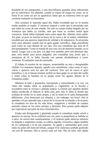 heredado de sus antepasados, y esta desconfianza quedaba ahora robustecida
por la experiencia. En adelante, cuando se tratara de juzgar las cosas, no se
fiaría él así como así por su apariencia; hasta que no conociera bien en qué
consistía realmente su naturaleza.
Otra aventura le esperaba aquel día. Había recordado que en el mundo
estaba también su madre. Y entonces empezó a sentir que la necesitaba más
que todas las cosas de este mundo. No solo su cuerpo estaba fatigado por las
aventuras que había ya corrido, sino que hasta su cerebro sentía igual
cansancio. Jamás había trabajado tanto como aquel día. Además, tenía sueño.
Así pues, se puso en marcha en busca de la cueva y de su madre, sintiéndose
invadido por una opresiva impresión de soledad y de impotencia. Se arrastraba
entre unos arbustos cuando oyó un grito agudo, terrorífico. Algo amarillento
pasó como un rayo delante de sus ojos. Era una comadreja que huía de él
precipitadamente. Como se trataba de una cosa viva de diminuto tamaño, no se
asustó. Luego, casi a sus pies, vio algo vivo también, pero más diminuto aún,
pues solo medía unas pocas pulgadas: una comadreja muy joven que, a
semejanza de él, se había lanzado con patente desobediencia a correr
aventuras. El animalito trató de retroceder.
El lobato lo revolcó de un zarpazo, arrancándole un raro y desagradable
chillido. Un momento después, aquella cosa amarillenta, veloz como el rayo,
volvía a aparecer ante los ojos del cachorro. Este oyó de nuevo el grito
terrorífico, y en el mismo instante recibió un duro golpe en un lado del cuello
y sintió cómo se hundían en su propia carne los agudos dientes de la
comadreja madre.
Mientras él latía y gimoteaba, forcejeando y retrocediendo a la vez, vio
cómo ella saltaba sobre su pequeñuelo y, cogiéndolo, se lo llevaba a
esconderlo entre la cercana y apiñada maleza. La herida que aquellos dientes
habían producido al lobezno le dolía aún; pero más le dolía la herida que
acababa de recibir en su amor propio, y así se sentó en el suelo lloriqueando
débilmente. ¡Una bestezuela tan chiquita y, sin embargo, tan feroz! Aún le
quedaba a él por aprender que, a pesar de lo escaso de su tamaño y de su peso,
la comadreja era uno de los más fieros, vengativos y terribles de cuantos
animales matan en los sitios salvajes y desiertos. Pero pronto pudo adquirir
por experiencia una parte de esos conocimientos.
Estaba aún lloriqueando y gimiendo cuando la comadreja madre volvió a
aparecer en escena. No lo embistió esta vez, pues su pequeñuelo se hallaba ya
a salvo. Se acercó más cautelosamente, y el cachorro pudo observar entonces
su delgado y serpentino cuerpo, su cabeza erguida, vivaracha y digna también
de ser comparada a la de una serpiente. Su agudo y amenazador grito erizó
todos los pelos del lomo del lobato, aunque él le contestara también gruñendo
con aire de amenaza. Ella se acercó cada vez más. Dio un salto, más rápido
 