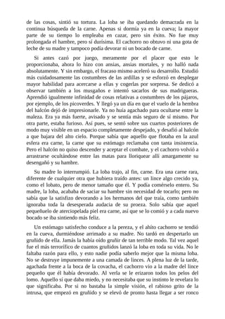 de las cosas, sintió su tortura. La loba se iba quedando demacrada en la
continua búsqueda de la carne. Apenas si dormía ya en la cueva; la mayor
parte de su tiempo lo empleaba en cazar, pero sin éxito. No fue muy
prolongada el hambre, pero sí durísima. El cachorro no obtuvo ni una gota de
leche de su madre y tampoco podía devorar ni un bocado de carne.
Si antes cazó por juego, meramente por el placer que esto le
proporcionaba, ahora lo hizo con ansias, ansias mortales, y no halló nada
absolutamente. Y sin embargo, el fracaso mismo aceleró su desarrollo. Estudió
más cuidadosamente las costumbres de las ardillas y se esforzó en desplegar
mayor habilidad para acercarse a ellas y cogerlas por sorpresa. Se dedicó a
observar también a los musgaños e intentó sacarlos de sus madrigueras.
Aprendió igualmente infinidad de cosas relativas a costumbres de los pájaros,
por ejemplo, de los picoverdes. Y llegó ya un día en que el vuelo de la hembra
del halcón dejó de impresionarle. Ya no huía agachado para ocultarse entre la
maleza. Era ya más fuerte, avisado y se sentía más seguro de sí mismo. Por
otra parte, estaba furioso. Así pues, se sentó sobre sus cuartos posteriores de
modo muy visible en un espacio completamente despejado, y desafió al halcón
a que bajara del alto cielo. Porque sabía que aquello que flotaba en la azul
esfera era carne, la carne que su estómago reclamaba con tanta insistencia.
Pero el halcón no quiso descender y aceptar el combate, y el cachorro volvió a
arrastrarse ocultándose entre las matas para lloriquear allí amargamente su
desengañó y su hambre.
Su madre lo interrumpió. La loba trajo, al fin, carne. Era una carne rara,
diferente de cualquier otra que hubiera traído antes: un lince algo crecido ya,
como el lobato, pero de menor tamaño que él. Y podía comérselo entero. Su
madre, la loba, acababa de saciar su hambre sin necesidad de tocarlo; pero no
sabía que la satisfizo devorando a los hermanos del que traía, como también
ignoraba toda la desesperada audacia de su proeza. Solo sabía que aquel
pequeñuelo de aterciopelada piel era carne, así que se lo comió y a cada nuevo
bocado se iba sintiendo más feliz.
Un estómago satisfecho conduce a la pereza, y el ahíto cachorro se tendió
en la cueva, durmiéndose arrimado a su madre. No tardó en despertarlo un
gruñido de ella. Jamás la había oído gruñir de tan terrible modo. Tal vez aquel
fue el más terrorífico de cuantos gruñidos lanzó la loba en toda su vida. No le
faltaba razón para ello, y esto nadie podía saberlo mejor que la misma loba.
No se destruye impunemente a una camada de linces. A plena luz de la tarde,
agachada frente a la boca de la covacha, el cachorro vio a la madre del lince
pequeño que él había devorado. Al verla se le erizaron todos los pelos del
lomo. Aquello sí que daba miedo, y no necesitaba que su instinto le revelara lo
que significaba. Por si no bastaba la simple visión, el rabioso grito de la
intrusa, que empezó en gruñido y se elevó de pronto hasta llegar a ser ronco
 