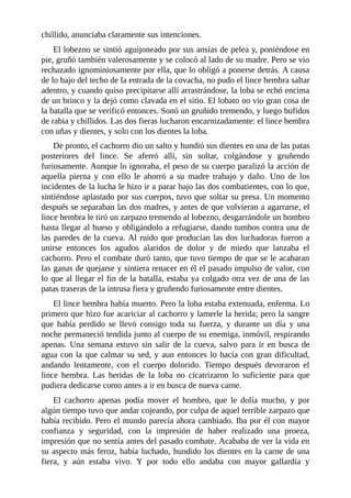 chillido, anunciaba claramente sus intenciones.
El lobezno se sintió aguijoneado por sus ansias de pelea y, poniéndose en
pie, gruñó también valerosamente y se colocó al lado de su madre. Pero se vio
rechazado ignominiosamente por ella, que lo obligó a ponerse detrás. A causa
de lo bajo del techo de la entrada de la covacha, no pudo el lince hembra saltar
adentro, y cuando quiso precipitarse allí arrastrándose, la loba se echó encima
de un brinco y la dejó como clavada en el sitio. El lobato no vio gran cosa de
la batalla que se verificó entonces. Sonó un gruñido tremendo, y luego bufidos
de rabia y chillidos. Las dos fieras lucharon encarnizadamente: el lince hembra
con uñas y dientes, y solo con los dientes la loba.
De pronto, el cachorro dio un salto y hundió sus dientes en una de las patas
posteriores del lince. Se aferró allí, sin soltar, colgándose y gruñendo
furiosamente. Aunque lo ignoraba, el peso de su cuerpo paralizó la acción de
aquella pierna y con ello le ahorró a su madre trabajo y daño. Uno de los
incidentes de la lucha le hizo ir a parar bajo las dos combatientes, con lo que,
sintiéndose aplastado por sus cuerpos, tuvo que soltar su presa. Un momento
después se separaban las dos madres, y antes de que volvieran a agarrarse, el
lince hembra le tiró un zarpazo tremendo al lobezno, desgarrándole un hombro
hasta llegar al hueso y obligándolo a refugiarse, dando tumbos contra una de
las paredes de la cueva. Al ruido que producían las dos luchadoras fueron a
unirse entonces los agudos alaridos de dolor y de miedo que lanzaba el
cachorro. Pero el combate duró tanto, que tuvo tiempo de que se le acabaran
las ganas de quejarse y sintiera renacer en él el pasado impulso de valor, con
lo que al llegar el fin de la batalla, estaba ya colgado otra vez de una de las
patas traseras de la intrusa fiera y gruñendo furiosamente entre dientes.
El lince hembra había muerto. Pero la loba estaba extenuada, enferma. Lo
primero que hizo fue acariciar al cachorro y lamerle la herida; pero la sangre
que había perdido se llevó consigo toda su fuerza, y durante un día y una
noche permaneció tendida junto al cuerpo de su enemiga, inmóvil, respirando
apenas. Una semana estuvo sin salir de la cueva, salvo para ir en busca de
agua con la que calmar su sed, y aun entonces lo hacía con gran dificultad,
andando lentamente, con el cuerpo dolorido. Tiempo después devoraron el
lince hembra. Las heridas de la loba no cicatrizaron lo suficiente para que
pudiera dedicarse como antes a ir en busca de nueva carne.
El cachorro apenas podía mover el hombro, que le dolía mucho, y por
algún tiempo tuvo que andar cojeando, por culpa de aquel terrible zarpazo que
había recibido. Pero el mundo parecía ahora cambiado. Iba por él con mayor
confianza y seguridad, con la impresión de haber realizado una proeza,
impresión que no sentía antes del pasado combate. Acababa de ver la vida en
su aspecto más feroz, había luchado, hundido los dientes en la carne de una
fiera, y aún estaba vivo. Y por todo ello andaba con mayor gallardía y
 
