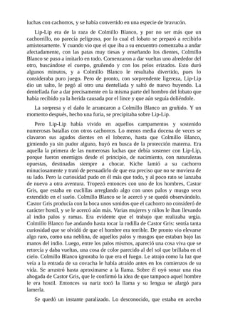 luchas con cachorros, y se había convertido en una especie de bravucón.
Lip-Lip era de la raza de Colmillo Blanco, y por no ser más que un
cachorrillo, no parecía peligroso, por lo cual el lobato se preparó a recibirlo
amistosamente. Y cuando vio que el que iba a su encuentro comenzaba a andar
afectadamente, con las patas muy tiesas y enseñando los dientes, Colmillo
Blanco se puso a imitarlo en todo. Comenzaron a dar vueltas uno alrededor del
otro, buscándose el cuerpo, gruñendo y con los pelos erizados. Esto duró
algunos minutos, y a Colmillo Blanco le resultaba divertido, pues lo
consideraba puro juego. Pero de pronto, con sorprendente ligereza, Lip-Lip
dio un salto, le pegó al otro una dentellada y saltó de nuevo huyendo. La
dentellada fue a dar precisamente en la misma parte del hombro del lobato que
había recibido ya la herida causada por el lince y que aún seguía doliéndole.
La sorpresa y el daño le arrancaron a Colmillo Blanco un gruñido. Y un
momento después, hecho una furia, se precipitaba sobre Lip-Lip.
Pero Lip-Lip había vivido en aquellos campamentos y sostenido
numerosas batallas con otros cachorros. Lo menos media docena de veces se
clavaron sus agudos dientes en el lobezno, hasta que Colmillo Blanco,
gimiendo ya sin pudor alguno, huyó en busca de la protección materna. Era
aquella la primera de las numerosas luchas que debía sostener con Lip-Lip,
porque fueron enemigos desde el principio, de nacimiento, con naturalezas
opuestas, destinadas siempre a chocar. Kiche lamió a su cachorro
minuciosamente y trató de persuadirlo de que era preciso que no se moviera de
su lado. Pero la curiosidad pudo en él más que todo, y al poco rato se lanzaba
de nuevo a otra aventura. Tropezó entonces con uno de los hombres, Castor
Gris, que estaba en cuclillas arreglando algo con unos palos y musgo seco
extendido en el suelo. Colmillo Blanco se le acercó y se quedó observándolo.
Castor Gris producía con la boca unos sonidos que el cachorro no consideró de
carácter hostil, y se le acercó aún más. Varias mujeres y niños le iban llevando
al indio palos y ramas. Era evidente que el trabajo que realizaba urgía.
Colmillo Blanco fue andando hasta tocar la rodilla de Castor Gris: sentía tanta
curiosidad que se olvidó de que el hombre era terrible. De pronto vio elevarse
algo raro, como una neblina, de aquellos palos y musgos que estaban bajo las
manos del indio. Luego, entre los palos mismos, apareció una cosa viva que se
retorcía y daba vueltas, una cosa de color parecido al del sol que brillaba en el
cielo. Colmillo Blanco ignoraba lo que era el fuego. Le atrajo como la luz que
veía a la entrada de su covacha le había atraído antes en los comienzos de su
vida. Se arrastró hasta aproximarse a la llama. Sobre él oyó sonar una risa
ahogada de Castor Gris, que le confirmó la idea de que tampoco aquel hombre
le era hostil. Entonces su nariz tocó la llama y su lengua se alargó para
lamerla.
Se quedó un instante paralizado. Lo desconocido, que estaba en acecho
 
