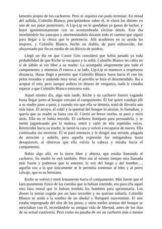 lamento propio de los cachorros. Pero ni siquiera eso pudo terminar. En mitad
del aullido, Colmillo Blanco, precipitándose sobre él, le clavó los dientes en
una de sus patas posteriores. A Lip-Lip no le quedaban ya ganas de luchar, y
huyó ignominiosamente con su acostumbrada víctima detrás. Este iba
mordiéndole los zancajos y atormentándolo durante todo el camino que siguió
para llegar a la choza que le pertenecía. Allí acudieron en su ayuda las
mujeres, y Colmillo Blanco, hecho un diablo, de puro enfurecido, fue
ahuyentado por fin en medio de un diluvio de piedras.
Llegó un día en que Castor Gris consideró que había pasado ya toda
probabilidad de que Kiche se escapara y la soltó. Colmillo Blanco no cabía en
sí de júbilo al ver libre a su madre. La acompañó alegremente por todo el
campamento; y mientras él estuvo a su lado, Lip-Lip se mantuvo a respetuosa
distancia. Hasta llegó a permitir que Colmillo Blanco fuera hacia él con los
pelos erizados y andando muy tieso; el perrillo se hizo el desentendido. Iba a
aceptar el reto, pero aunque ardiera en deseos de venganza, nada le costaba
esperar a que Colmillo Blanco estuviera solo.
Aquel mismo día, algo más tarde, Kiche y su cachorro fueron vagando
hasta llegar junto al bosque cercano al campamento. Él fue quien condujo allí
a su madre paso a paso, y cuando vio que ella se detenía, trató de llevarla aún
más lejos. El arroyo, el cubil y la quietud del bosque lo atraían, lo llamaban, y
quería que su madre se fuera con él. Corrió un breve trecho, se paró y miró
atrás. Ella no se había movido. El cachorro lloriqueó para persuadirla, y se
metió jugueteando por la maleza, entró y salió de ella repetidas veces.
Retrocedió hacia su madre, le lamió la cara y volvió a escaparse de nuevo. Ella
continuaba sin moverse. Él se paró entonces y le dirigió una mirada, plagada
de atención y anhelo; pero aquella expresión fue mitigándose hasta
desaparecer, al observar que ella volvía la cabeza y miraba hacia el
campamento.
Había algo allá, en la tierra libre y abierta, que estaba llamando al
cachorro. Su madre lo oyó también. Pero oía al mismo tiempo otra llamada
más fuerte y poderosa que la anterior, la voz del fuego y del hombre…,
aquella voz a la que únicamente se le permitía contestar al lobo y al perro
salvaje, que es su hermano.
Kiche se volvió y trotó lentamente hacia el campamento. Más fuerte que el
lazo puramente físico de las cuerdas que la habían retenido, era para ella aquel
otro lazo moral que le habían tendido los hombres para aprisionarla. Los
dioses la tenían cogida por un lazo invisible y no querían soltarla. Colmillo
Blanco se sentó a la sombra de un abedul y lloriqueó suavemente. El aire
estaba impregnado del olor de los pinos, y otros sutiles aromas del bosque se
mezclaban con él, recordándole su antigua vida de libertad, antes de los días
de su actual cautiverio. Pero como no pasaba de ser un cachorro más o menos
 