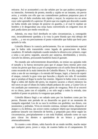 retirarse. Así se acostumbró a no dar señales por las que pudiera averiguarse
su intención. Arremetía de pronto, mordía y sajaba en un instante, sin previo
aviso, y evitaba con ello que sus contendientes pudieran prepararse para el
ataque. Así, el daño resultaba más rápido y mayor; la sorpresa era un arma
cuyo valor aprendió él a apreciar. El perro que era cogido por descuido cuando
no había tenido aún tiempo de ponerse en guardia, y al cual le rajaban un
hombro o le desgarraban una oreja hasta convertírsela en colgantes tiras de
piel, podía darse por medio vencido ya.
Además, era muy fácil derribarlo en tales circunstancias, y, conseguido
esto, invariablemente quedaba a la vista la parte blanda que está debajo del
cuello…, y ese era precisamente el punto vulnerable que había que herir para
quitarle la vida.
Colmillo Blanco lo conocía perfectamente. Era un conocimiento especial
que le había sido transmitido como legado de generaciones de lobos
cazadores. El método empleado cuando tomaba la ofensiva era: primero, coger
a solas a un perro; segundo, atacarlo por sorpresa, derribándolo, y tercero,
clavarle los dientes, procurando hundirlos hasta el gaznate.
No estando aún suficientemente desarrollado, no tenían sus quijadas todo
el tamaño y la fuerza necesarios para que el ataque fuera mortal; pero eran
varios los perros que iban ya por el campamento con el cuello lleno de heridas,
como recuerdo de la mala intención de Colmillo Blanco. Y un día, cogiendo a
solas a uno de sus enemigos a la entrada del bosque, logró, a fuerza de repetir
el ataque, cortarle la gran vena que buscaba y dejarlo sin vida. El escándalo
que se produjo al llegar la noche fue enorme. Alguien lo había visto; la noticia
llegó a oídos del dueño del perro, las mujeres sacaron a relucir entonces las
mil veces en que el lobato les había robado pedazos de carne, y Castor Gris se
vio asediado por numerosos y airados gritos de venganza. Pero él se encerró
en su choza, junto con el culpable, y no solo negó a todos la entrada, sino
también el poner en práctica la venganza que pedían.
Colmillo Blanco llegó a ser odiado tanto por los hombres como por los
perros. Durante este período de su desarrollo no gozó ni un momento de
tranquila seguridad. Los de su raza lo recibían con gruñidos; sus dioses, con
juramentos y pedradas. Vivía en tensión continua, siempre alerta, dispuesto al
ataque o a la defensa, ojo avizor contra cualquier objeto que inesperadamente
pudieran lanzarle con intención de herirlo, y preparado para obrar según las
circunstancias, precipitadamente o con toda frialdad, saltando como un rayo
para clavar los dientes o apartándose de un brinco y gruñendo
amenazadoramente.
En cuanto a esto último, sabía hacerlo de un modo terrible, mucho mejor
que cualquier perro, joven o viejo, de cuantos había en el campamento. El
 