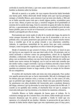 aceleraba la marcha del trineo, y por este astuto medio indirecto aumentaba el
hombre su dominio sobre las bestias.
Mit-sah se parecía a su padre, de cuya experta discreción había heredado
una buena parte. Había observado desde tiempo atrás que Lip-Lip perseguía
siempre a Colmillo Blanco, pero entonces Lip-Lip tenía otro dueño, y Mit-sah
no se había atrevido nunca más que a tirarle alguna piedra, recatándose para
no ser visto. Ahora, el perro era suyo, y resolvió vengarse de él poniéndole al
extremo de la cuerda más larga. Esto lo convirtió en guion de todos los demás
del tiro, y aparentemente resultaba un honor; pero en realidad lo privó de todo
honor posible, pues en vez de ser el bravucón y el amo de toda la jauría, se vio
odiado y perseguido por ella en masa.
Precisamente por correr atado al cabo de la cuerda más larga, los perros lo
veían siempre huyendo de ellos. Todo lo que de él alcanzaban a ver era su
poblada cola y sus patas posteriores que parecían volar, aspecto mucho menos
feroz y temible que el de su pelaje erizado y sus relucientes colmillos.
Además, la caprichosa mentalidad de los perros hizo que verlo corriendo
siempre, como escapando, engendrara en ellos el deseo de perseguirlo.
Desde el momento en que arrancó el trineo, el tiro entero se lanzó en pos
de Lip-Lip en una especie de caza que duró todo el día. Al principio, este se
sintió inclinado a volverse contra sus perseguidores, celoso de su dignidad
ofendida y enfurecido. Pero cada vez que lo intentaba, Mit-sah le lanzaba en
plena cara un doloroso trallazo con una fusta hecha de intestino de caribú que
medía unos nueve metros de longitud, con lo cual no tenía más remedio que
dar media vuelta y seguir corriendo. Lip-Lip se hubiera atrevido a hacer frente
a todos los cachorros; pero contra aquel látigo no se atrevía, y lo único que le
quedaba era mantener tirante su larga cuerda y libre su cuerpo de los dientes
de sus compañeros.
El cerebro del muchacho indio aún tenía otra treta preparada. Para acabar
con aquella persecución que se hacía interminable, Mit-sah lo distinguió ante
los demás para que sintieran celos y creciera su odio. Le dio carne a él solo,
que no permitió que ningún otro la tocara. Bastó esto para ponerlos furiosos.
Se amotinaron con rabia alrededor del favorecido; pero a prudente distancia
del látigo, mientras Lip-Lip devoraba la carne bajo la protección de Mit-sah. Y
cuando ya no quedaba más comida, el muchacho hizo ver que sí, aunque la
reservaba toda para Lip-Lip mientras a los demás los mantenía a distancia.
Colmillo Blanco se había adaptado de buena gana al trabajo. En la
voluntaria entrega que de sí mismo hizo a los dioses, había tenido que recorrer
mayores distancias que los perros y aprender a fondo lo inútil que era
oponerse a la voluntad de sus dueños. Además, la persecución de que toda la
manada lo había hecho objeto logró que esta representara para él muy poco;
 