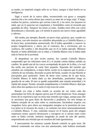 su madre, no imprimió ningún sello en su físico, aunque sí dejó huella en su
inteligencia.
Vagó a través de la nueva aldea, reconociendo con grave y sosegada
satisfacción a los varios dioses que conocía ya antes de su largo viaje. Y luego,
estaban los perros, cachorros que crecían como él, y los otros, los mayores en
edad, que no le parecían tan corpulentos y formidables como el recuerdo que
guardaba de ellos. Tampoco los temía ya tanto. Andaba entre ellos con cierto
desembarazo y descuido, que a él mismo le parecía tan nuevo como agradable
y sabroso.
Ahí estaba, por ejemplo, Baseek, un perro viejo, grisáceo, que, cuando era
más joven, con solo mostrar sus colmillos ahuyentaba ya a Colmillo Blanco, y
le hacía huir, arrastrándose atemorizado. De él había aprendido a conocer su
propia insignificancia; y ahora, por el contrario, iba a cerciorarse, por su
conducta, del cambio y del desarrollo que en él se había operado. Mientras
Baseek se había debilitado con la edad, a Colmillo Blanco esta le había dado
toda la fuerza de la juventud.
Al despedazar un alce recién muerto, fue cuando Colmillo Blanco
comprendió que las relaciones entre él y el mundo canino habían sufrido un
cambio. Se quedó uno de los cascos acompañado de parte de la tibia, a la cual
iba unida una porción de carne bien pequeña. Separado del tumulto que
armaban sus compañeros, o mejor dicho, oculto en la espesura que lo ponía a
cubierto de sus miradas, devoraba su parte del botín, cuando vio que Baseek se
precipitaba para quitárselo. Antes de darse clara cuenta de lo que hacía,
Colmillo Blanco le había dado ya dos dentelladas, poniéndose luego en
guardia de un salto. El otro se quedó sorprendido ante tamaña temeridad y lo
rápido del ataque. Parado, mirando estúpidamente a Colmillo Blanco, dejó que
entre ellos dos quedara en el suelo el rojo trozo de carne.
Baseek era viejo y había tenido ya ocasión de ver cómo cada día
aumentaban los bríos de algunos perros que él solía despreciar. Eran amargos
frutos de la experiencia que no tenía más remedio que tragar, aunque para ello
se necesitara una gran dosis de discreción y prudencia. En otro tiempo se
hubiera arrojado de un salto sobre su contrincante, haciéndose respetar con
vengadora furia; pero ahora sus menguadas energías no le permitían tal cosa.
Los pelos se le erizaron de coraje y se contentó con mirar amenazadoramente
a Colmillo Blanco. Y este, sintiendo renacer en él buena parte del antiguo
respetuoso temor, pareció desmayarse y encogerse en sí mismo tanto como
antes se había crecido, mientras imaginaba un modo de salir del aprieto,
emprendiendo una retirada que no resultara del todo ignominiosa.
Y precisamente fue entonces cuando Baseek cometió un gran error. De
haberse contentado con mirar con aire amenazador, todo hubiera terminado
 