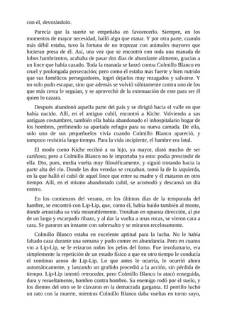 con él, devorándolo.
Parecía que la suerte se empeñaba en favorecerlo. Siempre, en los
momentos de mayor necesidad, halló algo que matar. Y por otra parte, cuando
más débil estaba, tuvo la fortuna de no tropezar con animales mayores que
hicieran presa de él. Así, una vez que se encontró con toda una manada de
lobos hambrientos, acababa de pasar dos días de abundante alimento, gracias a
un lince que había cazado. Toda la manada se lanzó contra Colmillo Blanco en
cruel y prolongada persecución; pero como él estaba más fuerte y bien nutrido
que sus famélicos perseguidores, logró dejarlos muy rezagados y salvarse. Y
no solo pudo escapar, sino que además se volvió súbitamente contra uno de los
que más cerca le seguían, y se aprovechó de la extenuación de este para ser él
quien lo cazara.
Después abandonó aquella parte del país y se dirigió hacia el valle en que
había nacido. Allí, en el antiguo cubil, encontró a Kiche. Volviendo a sus
antiguas costumbres, también ella había abandonado el inhospitalario hogar de
los hombres, prefiriendo su apartado refugio para su nueva camada. De ella,
solo uno de sus pequeñuelos vivía cuando Colmillo Blanco apareció, y
tampoco resistiría largo tiempo. Para la vida incipiente, el hambre era fatal.
El modo como Kiche recibió a su hijo, ya mayor, distó mucho de ser
cariñoso; pero a Colmillo Blanco no le importaba ya esto: podía prescindir de
ella. Dio, pues, media vuelta muy filosóficamente, y siguió trotando hacia la
parte alta del río. Donde las dos veredas se cruzaban, tomó la de la izquierda,
en la que halló el cubil de aquel lince que entre su madre y él mataron en otro
tiempo. Allí, en el mismo abandonado cubil, se acomodó y descansó un día
entero.
En los comienzos del verano, en los últimos días de la temporada del
hambre, se encontró con Lip-Lip, que, como él, había huido también al monte,
donde arrastraba su vida miserablemente. Trotaban en opuesta dirección, al pie
de un largo y escarpado ribazo, y al dar la vuelta a unas rocas, se vieron cara a
cara. Se pararon un instante con sobresalto y se miraron recelosamente.
Colmillo Blanco estaba en excelente aptitud para la lucha. No le había
faltado caza durante una semana y pudo comer en abundancia. Pero en cuanto
vio a Lip-Lip, se le erizaron todos los pelos del lomo. Fue involuntario, era
simplemente la repetición de un estado físico a que en otro tiempo le conducía
el continuo acoso de Lip-Lip. Lo que antes le ocurría, le ocurrió ahora
automáticamente, y lanzando un gruñido procedió a la acción, sin pérdida de
tiempo. Lip-Lip intentó retroceder, pero Colmillo Blanco lo atacó enseguida,
dura y resueltamente, hombro contra hombro. Su enemigo rodó por el suelo, y
los dientes del otro se le clavaron en la demacrada garganta. El perrillo luchó
un rato con la muerte, mientras Colmillo Blanco daba vueltas en torno suyo,
 
