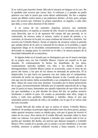 Si se volvía para hacerles frente, Mit-sah le lanzaría un latigazo en la cara. No
le quedaba más recurso que correr, huir. A coletazos y a patadas no podía
pelearse con toda la jauría que venía detrás embistiendo. No iba a emplear
armas tan débiles contra tantos y tan poderosos dientes. ¡A huir, pues, aunque
para ello tuviera que violentar su propia naturaleza, su orgullo, a cada salto
que daba, y esos saltos durarían el día entero!
Ir en contra de los naturales impulsos provoca una profunda
reconcentración y el espíritu se resiente de ello. Ocurre lo mismo con un pelo
cuya dirección, que es la de apartarse del cuerpo del que procede, se ve
contrariada. Se enrosca sobre sí mismo, vuelve al punto de partida, y se
convierte, al clavarse en la piel, en causa continua de irritación y molestia. Así
ocurrió con Colmillo Blanco. Sentía el impulso de arrojarse contra la perrada
que aullaba detrás de él; pero la voluntad de los dioses se lo prohibía, y aquel
larguísimo látigo se lo recordaba constantemente. La consecuencia fue que,
devorando su amarga pena, la convirtió en el odio y la astucia propios de la
ferocidad indomable de su naturaleza.
Si alguien hubo en el mundo que se distinguiera por ser el mayor enemigo
de su propia raza, ese fue Colmillo Blanco. Guerra sin cuartel es lo que
deseaba. Si continuamente lo herían las dentelladas de los otros,
continuamente marcaba también con ellas a los demás. Cuando le
desenganchaban, Colmillo Blanco jamás se acurrucaba, como el resto de los
perros del trineo, a los pies de los dioses en demanda de protección. Él la
despreciaba. Lo que hacía era pasearse con aire audaz por el campamento,
volviendo de noche las injurias recibidas durante el día. Cuando aún no era
más que uno de tantos, había acostumbrado a sus compañeros a dejarle el paso
libre. Ahora las cosas eran muy distintas. Excitados por la diaria persecución
de su guía, inconscientemente influidos por el repetido espectáculo de su fuga
ante la jauría en masa, dominados por aquella impresión de que ellos eran allí
los que mandaban a su jefe durante las horas del día, no podían avenirse
fácilmente a cederle el paso. En cuanto se presentaba ante ellos, surgía la
lucha, y todo eran gruñidos, dentelladas y ladridos. Hasta el aire que
respiraban parecía saturado de odio y de maldad, con lo que él se volvía cada
día más iracundo.
Cuando Mit-sah dio orden de que se parara el trineo, Colmillo Blanco
obedeció. Se produjo al principio algún desorden entre los otros perros, porque
todos querían arrojarse contra su odiado guía, solo por el gusto de invertir el
orden de las cosas. Pero detrás de él estaba Mit-sah, haciendo silbar la fusta
sobre sus cabezas. Los perros llegaron a entender que cuando todo el tiro se
paraba por mandato del dueño, era preciso que dejaran tranquilo a Colmillo
Blanco. Pero cuando él se paraba, por su antojo y no por obediencia a la orden
recibida, entonces sí podían echársele encima y hasta matarlo, si les era
 
