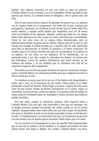 posible. Tras algunas ocasiones en que esta teoría se puso en práctica,
Colmillo Blanco ya no se paraba si no se lo mandaban. Pronto aprendió lo que
querían que hiciera. La realidad misma le obligaba a ello si quería salir con
vida.
Pero lo que nunca fueron capaces de aprender los perros fue a no meterse
con él cuando estaba en el campamento. No había día en que, ansiosos por
perseguirlo y desafiarlo, no olvidaran la dura lección que les había dado él la
noche anterior, y aquella noche tendría que repetírsela, para ver de nuevo
cómo la olvidaban al día siguiente. Además, sentían que entre él y los demás
había cierta diferencia de raza, lo que era causa suficiente para su hostilidad.
Como él, los otros eran, en su origen, lobos domesticados; pero su
domesticación databa de generaciones enteras. Buena parte de lo que la vida
salvaje trae consigo lo habían perdido ya, y aquella clase de vida significaba
para ellos lo desconocido, lo terrible, la amenaza y el temor constantes. En
cambio, para él, lo salvaje formaba aún parte de su naturaleza. Se traslucía en
su aspecto, en sus actos, en sus impulsos. Él lo simbolizaba, era su
personificación, y por ello, cuando le mostraban los dientes, no hacían más
que defenderse contra los poderes destructivos que había latentes en las
sombras del bosque y en las tinieblas que se extendían más allá de las
crepitantes hogueras del campamento.
Pero hubo una lección que jamás olvidaron los perros: mantenerse siempre
juntos. Colmillo Blanco era demasiado terrible para que cualquiera de ellos le
hiciera frente por sí solo.
Lo atacaban en masa, pues de no ser así, él los hubiera ido despachando a
todos, uno a uno, en el transcurso de una noche. Ahora jamás se le había
presentado ocasión de hacerlo. Podía llegar a revolcar a alguno de ellos; pero
antes de que tuviera tiempo de herirlo mortalmente en el cuello, según su
costumbre, ya tenía encima a todos los demás. A la primera señal de peligro se
unían contra él, olvidando todas las rivalidades y luchas menores que hubieran
podido dividirlos.
Por otra parte, aunque lo intentaron, tampoco ellos lograron matar a
Colmillo Blanco. Era más ágil, más formidable y listo que sus enemigos. No
se dejaba acorralar, siempre encontraba una salida cuando ya casi lo tenían
rodeado. Tampoco había entre todos ellos uno que fuera capaz de derribarlo.
Sus patas se aferraban al suelo con la misma tenacidad con que se aferraba él a
la vida. Y verdaderamente, la conservación de esta y el mantenerse en pie eran
casi una misma cosa en aquella guerra incesante. Nadie mejor que él lo sabía.
Así se convirtió en el enemigo de su raza, de aquellos lobos domesticados
que el amor de la lumbre y de los hombres y el amparo del poderío de estos
habían hecho más flojos y débiles. En cambio, Colmillo Blanco era duro,
 