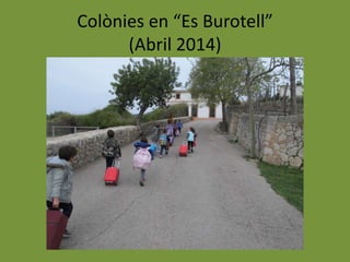 Colònies en “Es Burotell”
(Abril 2014)
 