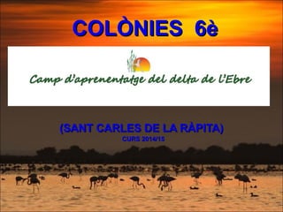 COLÒNIES 6èCOLÒNIES 6è
(SANT CARLES DE LA RÀPITA)(SANT CARLES DE LA RÀPITA)
CURS 2014/15CURS 2014/15
 