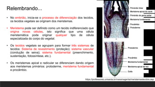 Protoderme Vegetal Seminário sobre o Colênquima Apresentação | PPTX