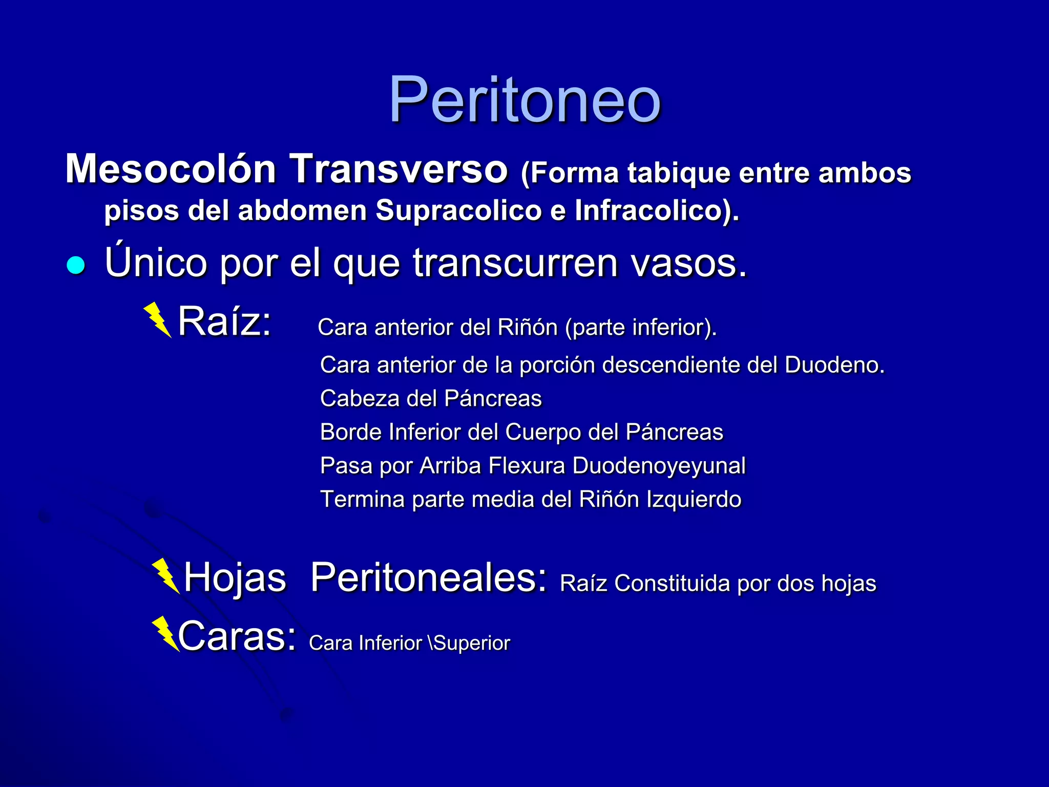 Peritoneo
Mesocolón Transverso (Forma tabique entre ambos
pisos del abdomen Supracolico e Infracolico).
 Único por el que transcurren vasos.
Raíz: Cara anterior del Riñón (parte inferior).
Cara anterior de la porción descendiente del Duodeno.
Cabeza del Páncreas
Borde Inferior del Cuerpo del Páncreas
Pasa por Arriba Flexura Duodenoyeyunal
Termina parte media del Riñón Izquierdo
Hojas Peritoneales: Raíz Constituida por dos hojas
Caras: Cara Inferior Superior
 