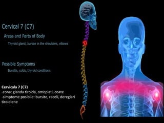 Cervicala 7 (C7)
-zona: glanda tiroida, omoplati, coate
-simptome posibile: bursite, raceli, dereglari
tiroidiene
 