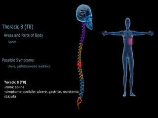 Toracic 8 (T8)
-zona: splina
-simptome posibile: ulcere, gastrite, rezistenta
scazuta
 