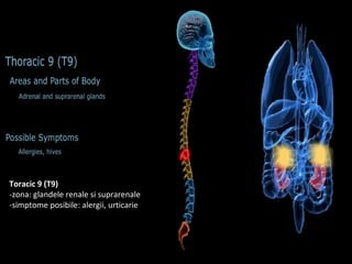 Toracic 9 (T9)
-zona: glandele renale si suprarenale
-simptome posibile: alergii, urticarie
 