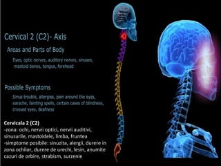 Cervicala 2 (C2)
-zona: ochi, nervii optici, nervii auditivi,
sinusurile, mastoidele, limba, fruntea
-simptome posibile: sinuzita, alergii, durere in
zona ochilor, durere de urechi, lesin, anumite
cazuri de orbire, strabism, surzenie
 