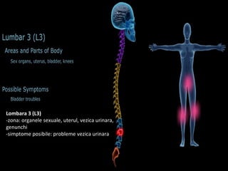 Lombara 3 (L3)
-zona: organele sexuale, uterul, vezica urinara,
genunchi
-simptome posibile: probleme vezica urinara
 
