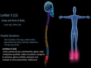 Lombara 5 (L5)
-zona: partea de jos a picioarelor, gleze, talpi
-simptome posibile: slaba circulatie a sangelui
in picioare, glzne umflate, picioare reci,
crampe in zona picioarelor, slabiciune
 