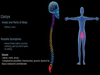 Coccis
-zone: rect, anus
-simptome posibile: hemoroizi, prurit, dureri la
baza coloanei vertebrale
 